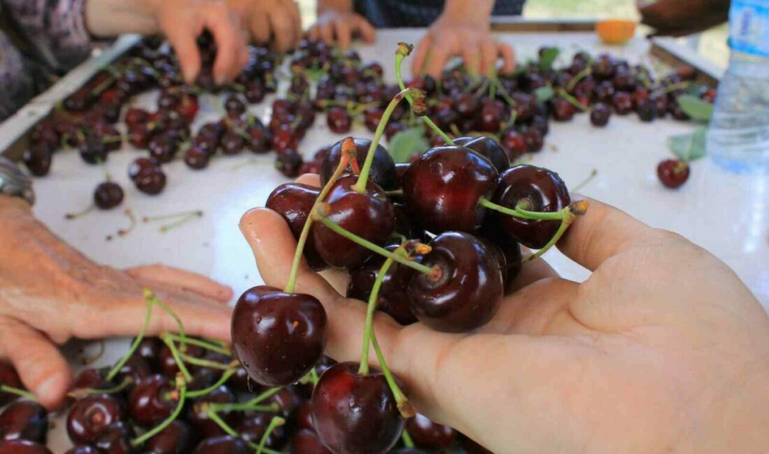 Yaş meyve ve sebze ihracatçıları, Avrupa pazarındaki rekabetçiliği tekrar kazanmak