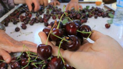 Yaş meyve ve sebze ihracatçıları, Avrupa pazarındaki rekabetçiliği tekrar kazanmak
