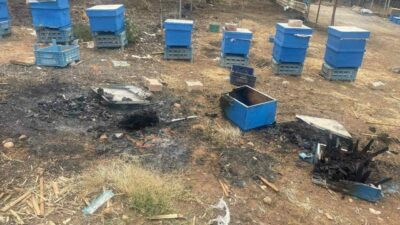 Bursa’nın Gürsu ilçesinde gecenin alevlerle aydınlandığı yangında milyonlarca arı ateşe