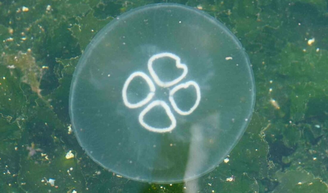 Son yıllarda müsilaj kabusuyla mücadele eden ve özellikle bu yıl