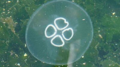 Son yıllarda müsilaj kabusuyla mücadele eden ve özellikle bu yıl