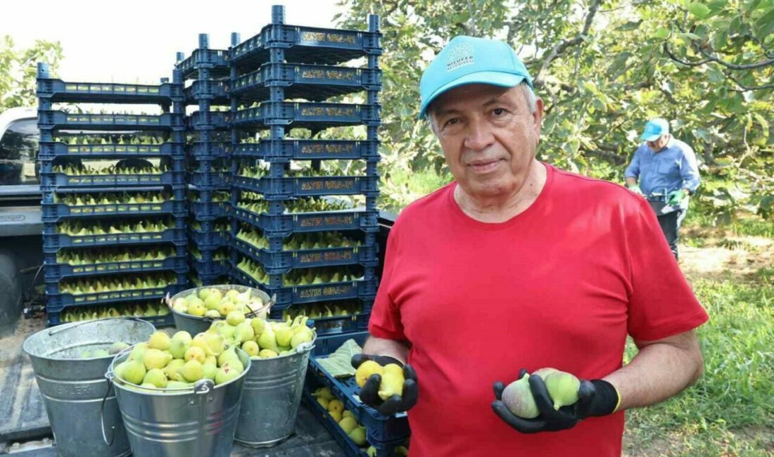 Nilüfer’de incir hasadı başladı Nilüfer Belediye Başkanı Şadi Özdemir, kentin coğrafi işaretli ürünlerinden incirin