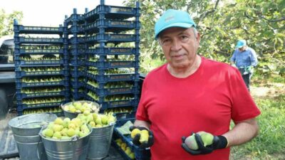 Nilüfer Belediye Başkanı Şadi Özdemir, kentin coğrafi işaretli ürünlerinden incirin
