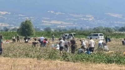 Bursa’nın İnegöl ilçesinde bir çiftçi, patates tarlasındaki ürünleri vatandaşlara ücretsiz