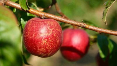 Bursa Uludağ Üniversitesi (BAÜ) Ziraat Fakültesinde oluşturulan koleksiyon bahçesinde 120