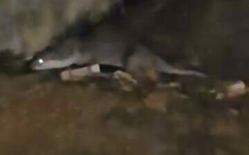 Bursa’nın İnegöl ilçesinde dere içinde ilerleyen su samuru vatandaşların ilgisini