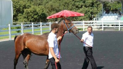 Karacabey Harası’nda 50 tayın satışından 27 milyon 675 bin lira