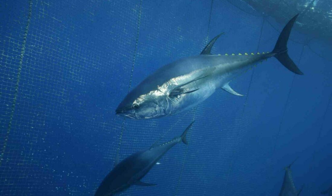 Türkiye’nin 130 milyon doları bulan orkinos ihracatının önemli bölümü Japonya