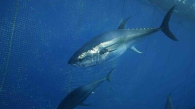 Türkiye’nin 130 milyon doları bulan orkinos ihracatının önemli bölümü Japonya