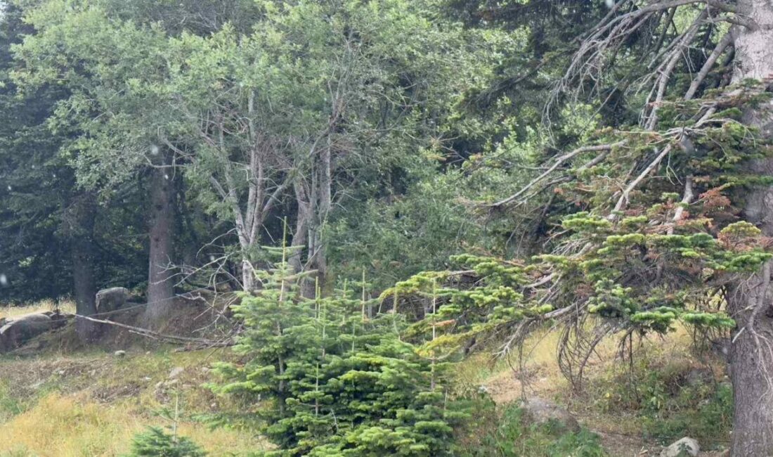 Uludağ 10 dakikalık yaz yağmuruyla serinledi Kavurucu sıcaklardan nasibini alan kış turizminin göz bebeği Uludağ, 10