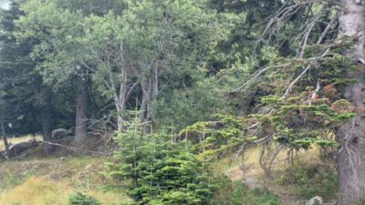 Kavurucu sıcaklardan nasibini alan kış turizminin göz bebeği Uludağ, 10