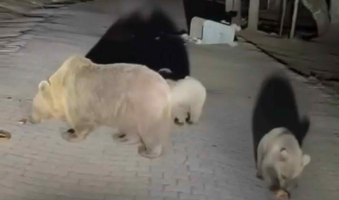 Uludağ’da ayıları görmek isteyen vatandaşlardan tehlikeli hareketler Bursa Uludağ’a ayıları görmek için çıkan vatandaş, ayıları yakından izlemek