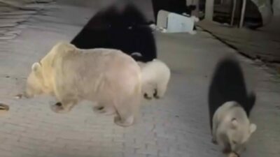 Bursa Uludağ’a ayıları görmek için çıkan vatandaş, ayıları yakından izlemek