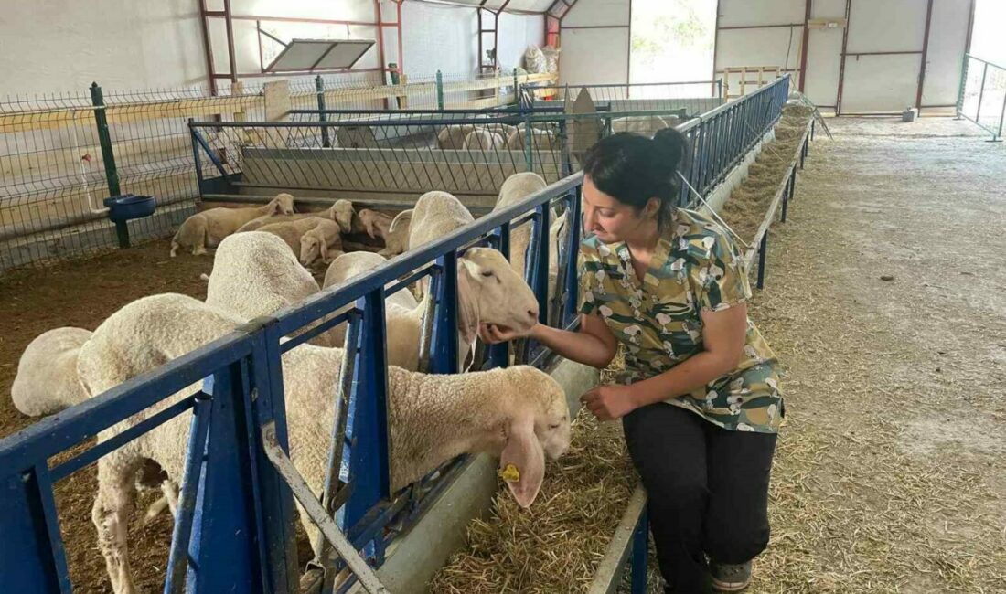 Veteriner genç kadın, kendi işletmesini kurdu Selçuk Üniversitesi Veteriner Fakültesinden 2023’te mezun olan Aybike Öz, Afyonkarahisar’ın Sultandağı
