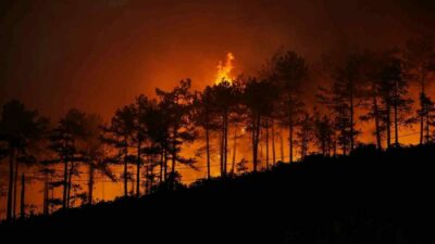 Bursa Teknik Üniversitesi Orman Fakültesi Orman Mühendisliği Bölüm Başkanı Prof.