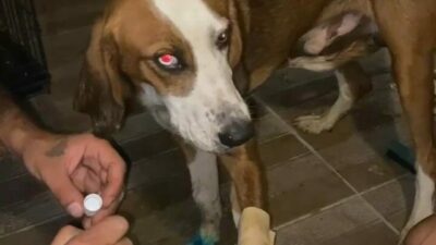 Bursa’nın Harmancık ilçesindeki orman yangınında dumandan etkilenen bir köpek, HAYTAP