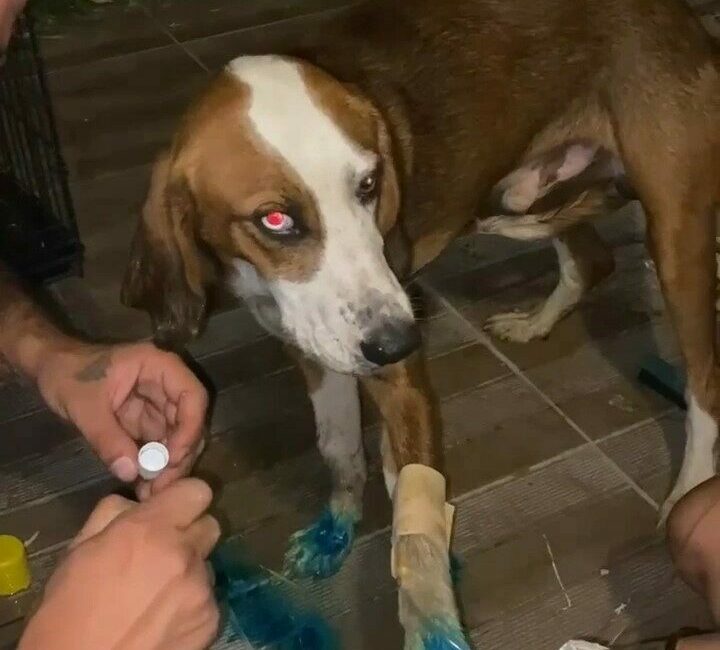 Yangından kurtarılan ’Bıdık’ Emekli Hayvanlar Çiftliği’ne sığındı Bursa’nın Harmancık ilçesindeki orman yangınında dumandan etkilenen bir köpek, HAYTAP