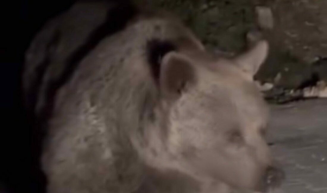 Ayı ailesini arabadan besledi, yavru ayı kaputa yaslandı Bursa’nın turizm merkezi Uludağ’da gezinti yapan vatandaşların karşısına anne ayı