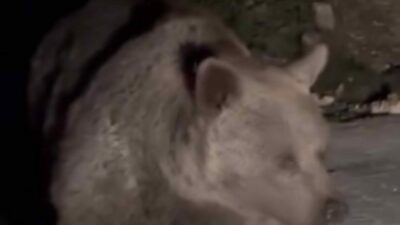 Bursa’nın turizm merkezi Uludağ’da gezinti yapan vatandaşların karşısına anne ayı