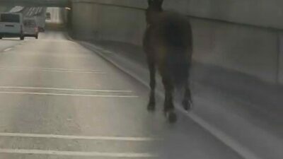 Bursa’da ana yola çıkan başıboş at tehlike saçtı. O anlar