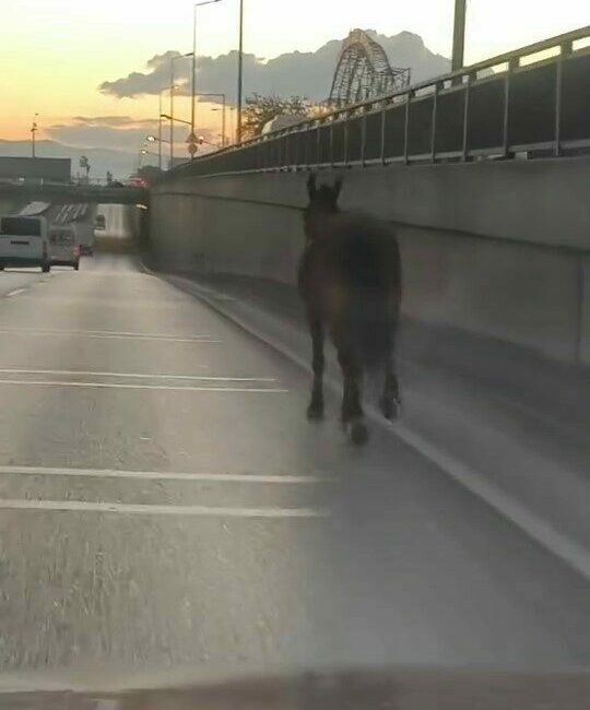 Bursa’da ana yola çıkan başıboş at tehlike saçtı. O anlar