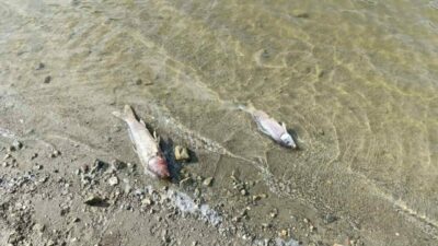 Bursa’nın Yenişehir ilçesine bağlı Burcun köyünde bulunan gölette balık ölümleri