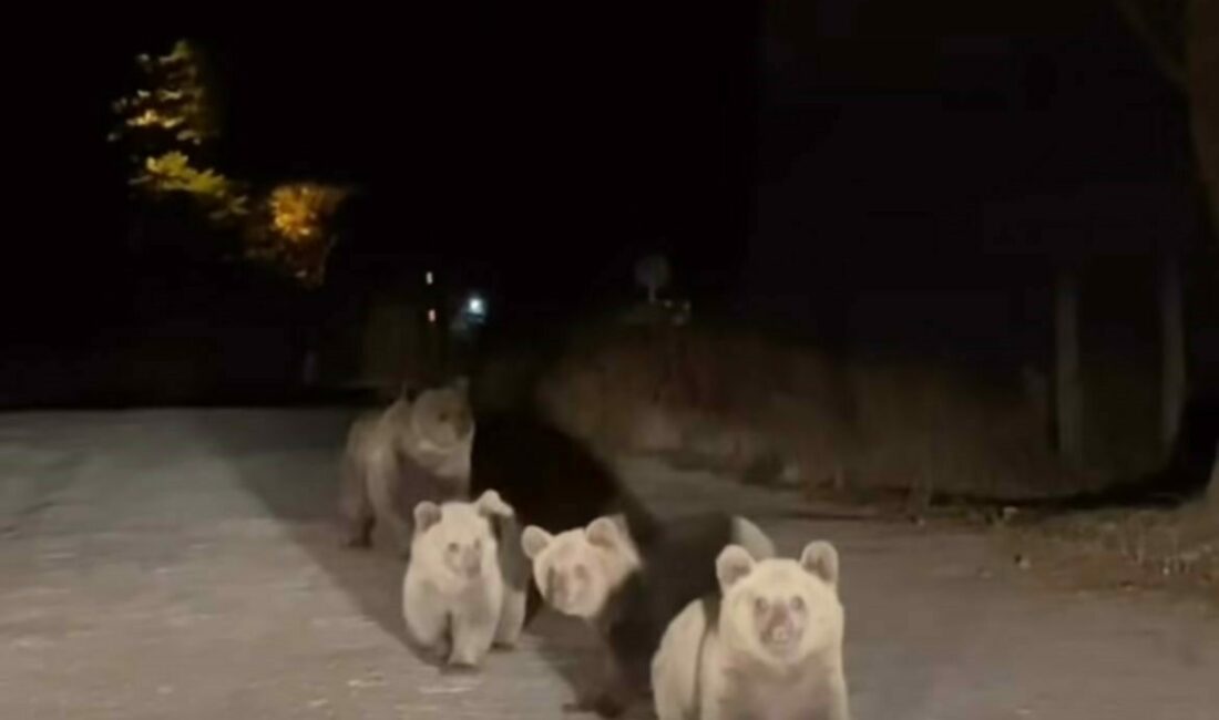 Bursa’nın doğal güzellikleriyle ünlü Uludağ Milli Parkı’nda, bir vatandaş araçla