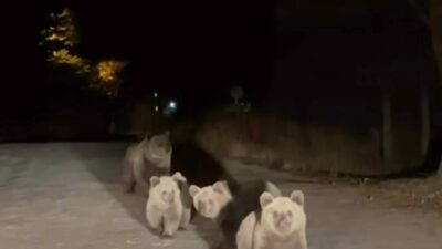 Bursa’nın doğal güzellikleriyle ünlü Uludağ Milli Parkı’nda, bir vatandaş araçla