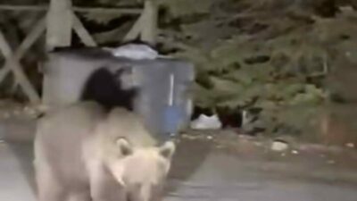 Bursa’nın turizm merkezi Uludağ’da gezinti yapan vatandaşların karşısına koca bir