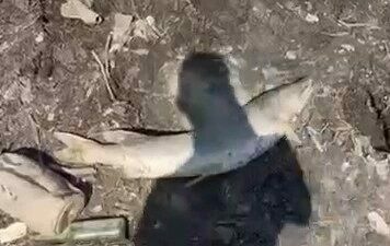 Bursa’nın Mudanya ilçesinde kuraklık sebebiyle sulama göleti kurudu. Suların çekilmesiyle