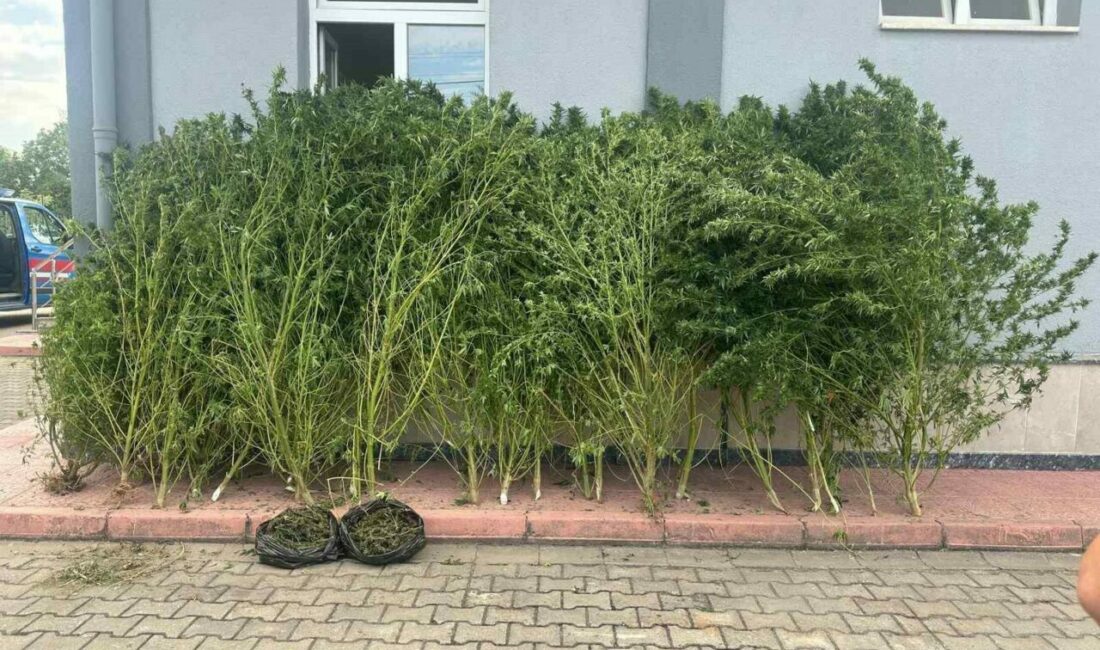 Bursa’da uyuşturucu operasyonu Bursa’nın İnegöl ilçesinde Jandarma komutanlığı ekipleri 2 eve eş zamanlı