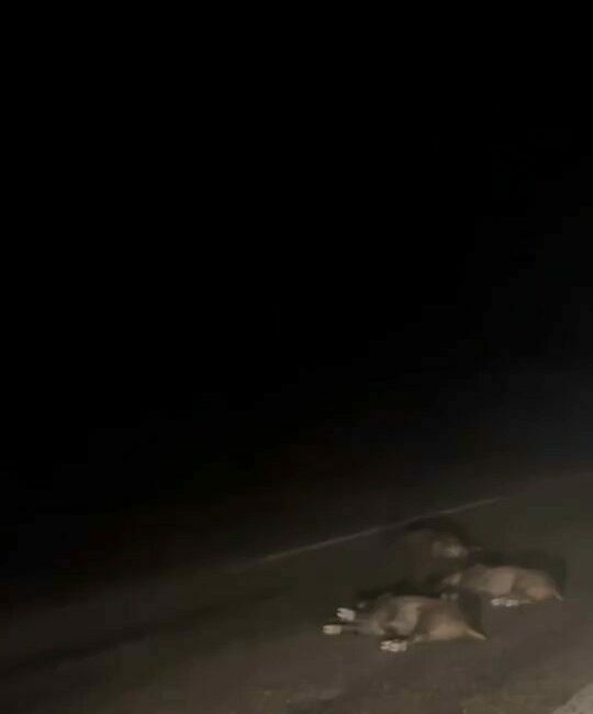 Bursa’da yola atlayan domuz sürüsü telef oldu Bursa’da gece saatlerinde yola atlayan domuz sürüsü telef oldu. Telef