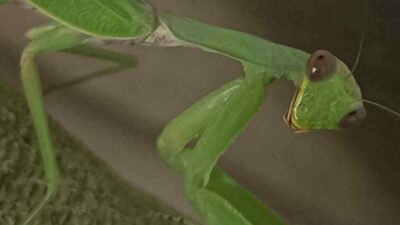 Sıcak ve ılıman ülkelerde yaşayan, genellikle yeşil renkte ve ortalama