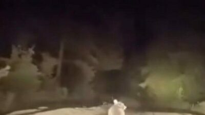 Bursa’nın Karacabey ilçesinde dağ yolunda ilerleyen bir sürücü, yol üzerinde