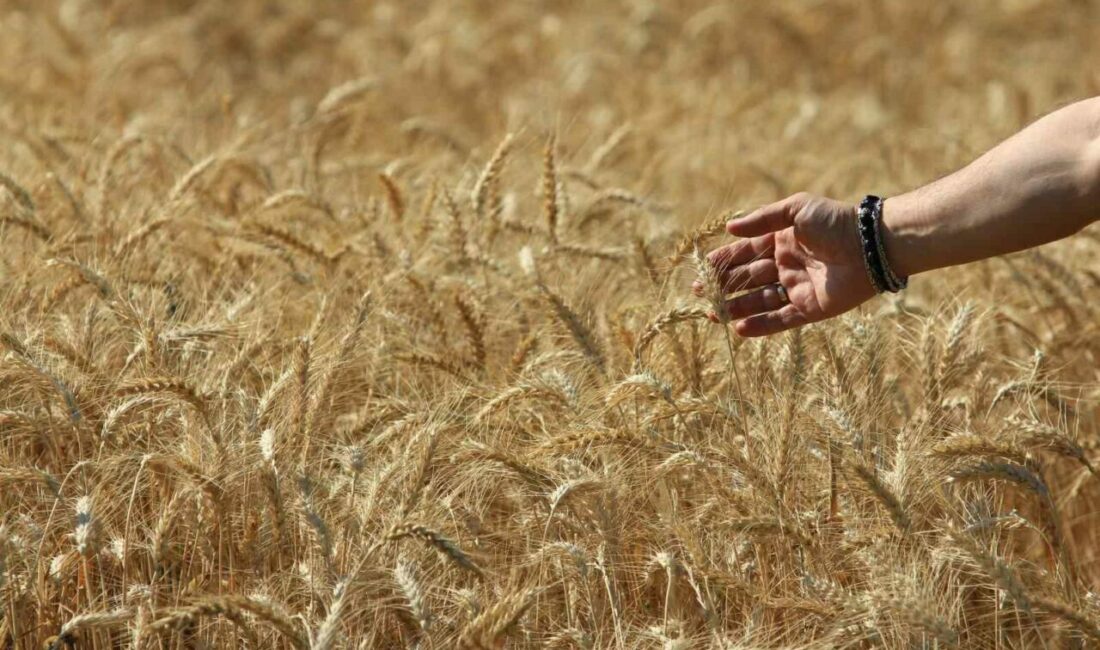 Dünya tahıl üretim tahminlerinde keskin artış Uluslararası Hububat Konseyine (IGC) göre, 2025 / 2026 sezonunda, dünya