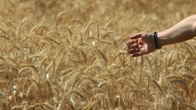 Uluslararası Hububat Konseyine (IGC) göre, 2025 / 2026 sezonunda, dünya