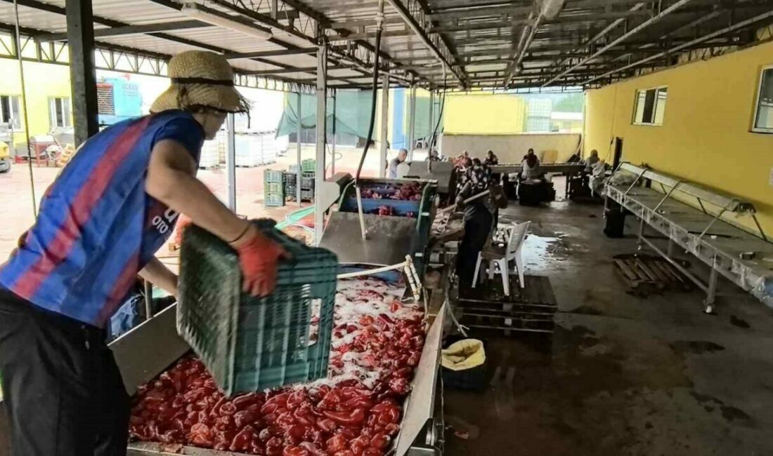 Hollanda’nın biber salçasını İnegöllü kadınlar üretiyor Bursa’nın İnegöl ilçesinin kırsal Kulaca Mahallesi’ndeki tesislerde salça yapım süreci