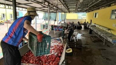 Bursa’nın İnegöl ilçesinin kırsal Kulaca Mahallesi’ndeki tesislerde salça yapım süreci