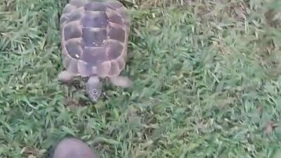 Bursa’da bir villanın bahçıvanlığını yapan vatandaşın peşini bırakmayan kaplumbağa, herkesi