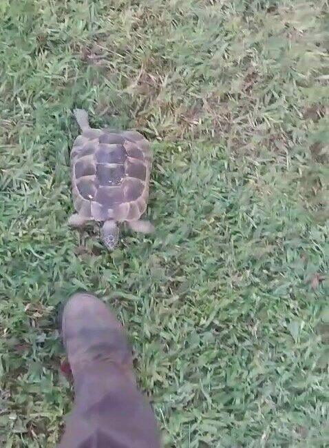 Kaplumbağa ve bahçıvanın dostluğu kıskandırdı Bursa’da bir villanın bahçıvanlığını yapan vatandaşın peşini bırakmayan kaplumbağa, herkesi