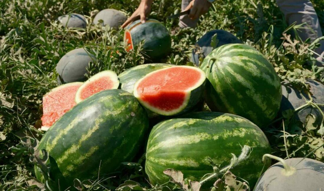 Karpuzun fiyatı 70 kilometrede 30’a katlanıyor Bursa’nın verimli topraklarıyla bilinen Karacabey Ovası’nda bu yıl fazla ekilişi