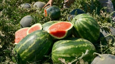 Bursa’nın verimli topraklarıyla bilinen Karacabey Ovası’nda bu yıl fazla ekilişi