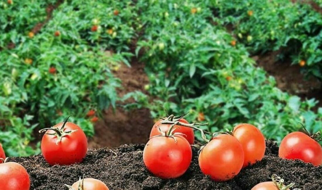 Kendi hammaddesini üretecek Endüstriyel yemek sektöründe maliyetleri kontrol altında tutmak her geçen gün