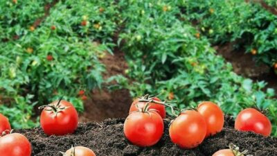 Endüstriyel yemek sektöründe maliyetleri kontrol altında tutmak her geçen gün