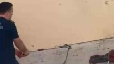 Bursa’nın İnegöl ilçesinde bir toplu konutun bahçesinde görülen yılan, kısa