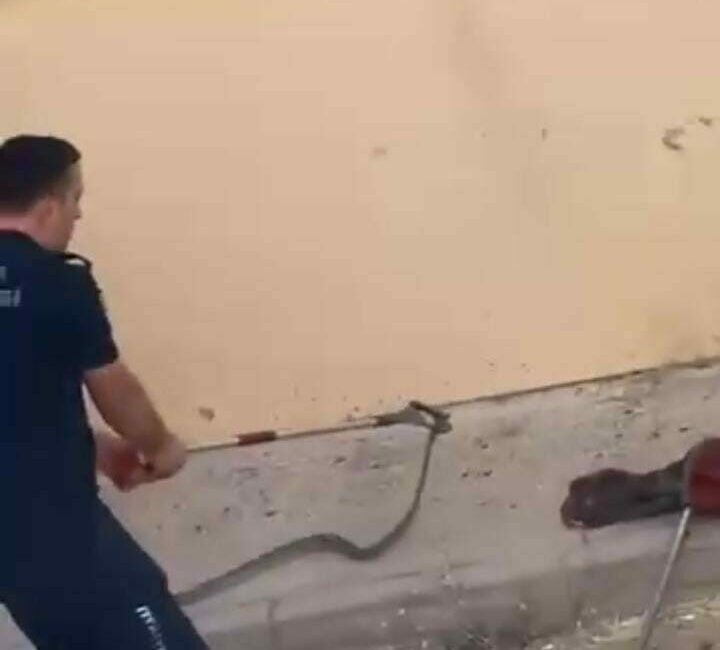 Bursa’nın İnegöl ilçesinde bir toplu konutun bahçesinde görülen yılan, kısa