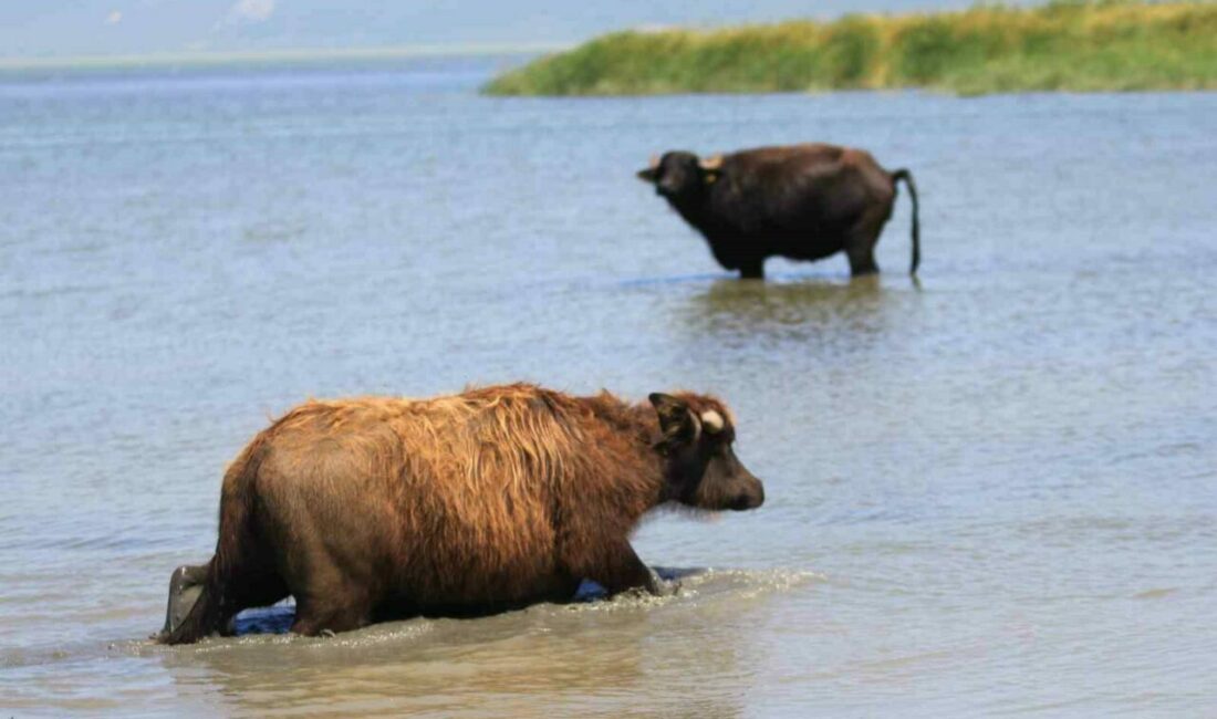 Türkiye’de manda sayısı 2020 yılına göre yüzde 16’lık düşüşle 158 bin