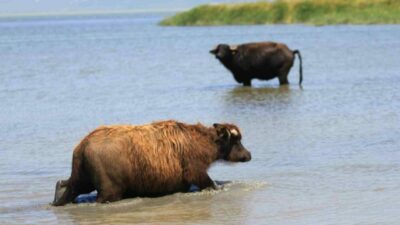 Türkiye’de manda sayısı 2020 yılına göre yüzde 16’lık düşüşle 158 bin