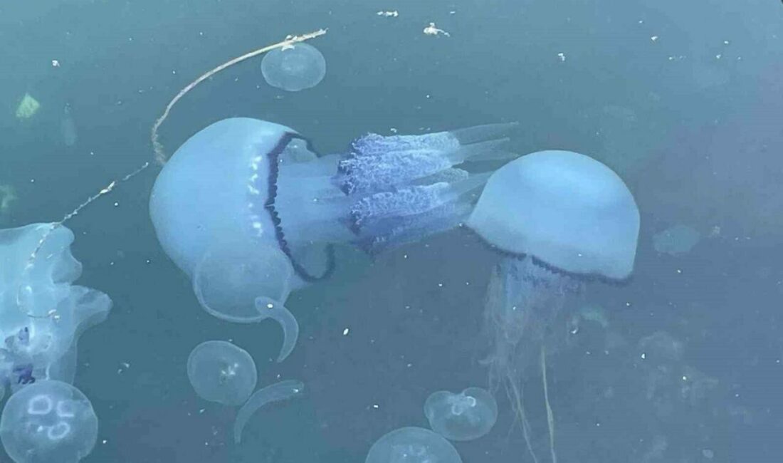 Marmara Denizi balıkçısı, yoğun görülen denizanasıyla mücadele ederken, tekrar kendini gösteren