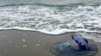 Bursa’da devasa mavi denizanaları Mudanya sahiline vurmaya başladı. Aynı manzara